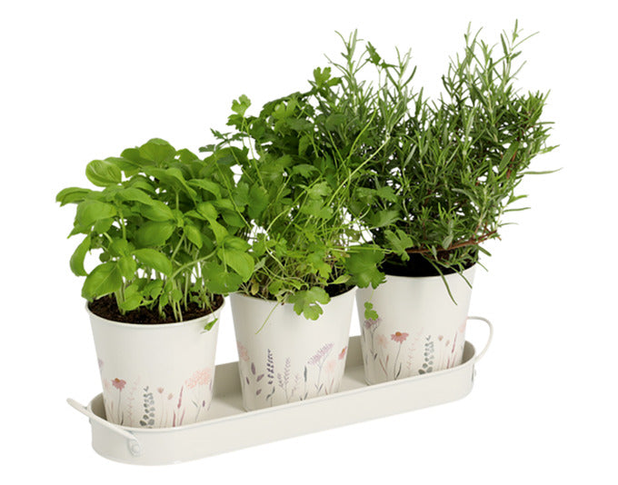 Entdecken Sie das ZELLER Kräutertopf Set Flowers – ein stilvolles 4-teiliges Set aus Metall für frische Kräuter in Ihrer Küche oder auf dem Balkon.