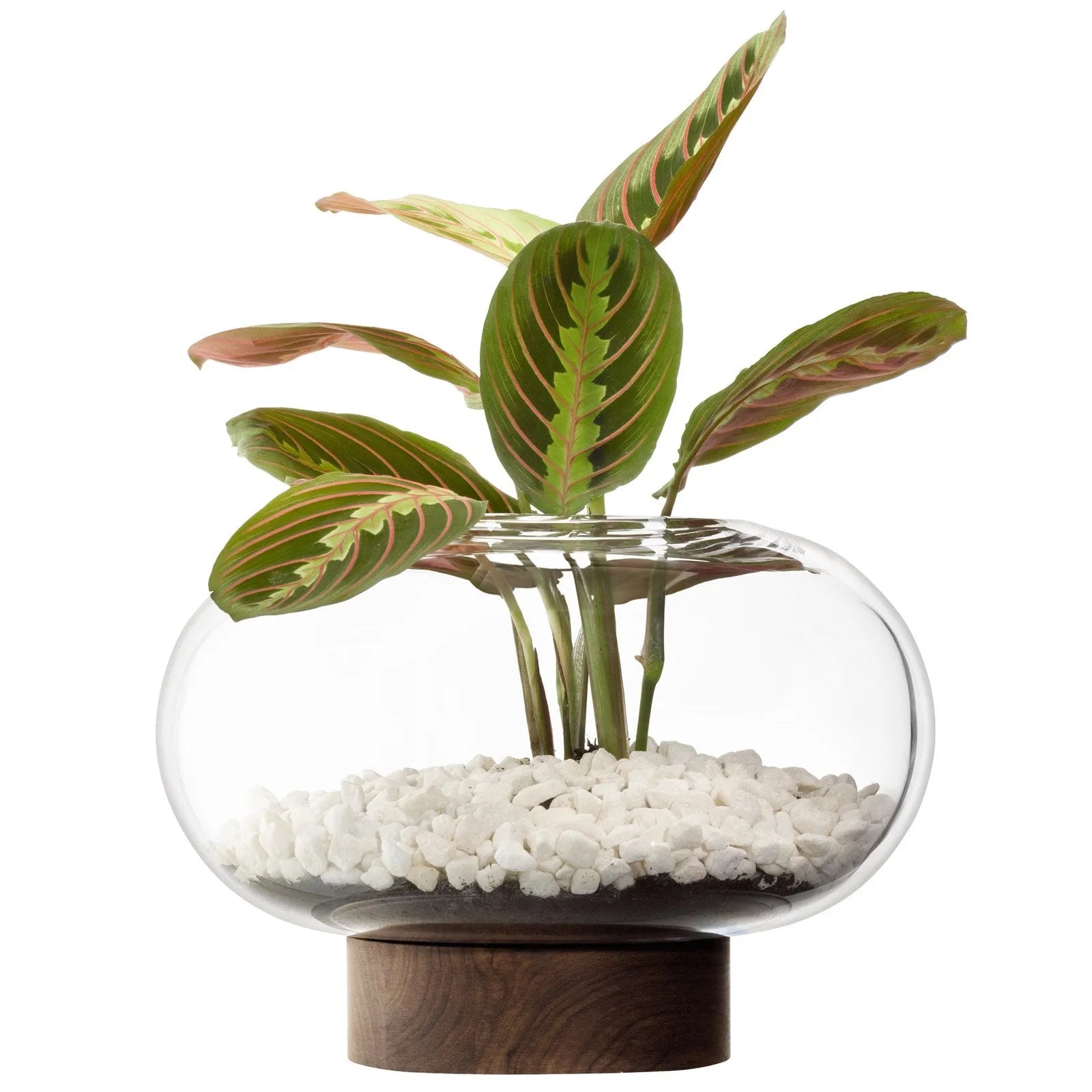 Stilvolle LSA Vase-Laterne aus klarem Glas und Walnuss, Ø28cm, H19.5cm.