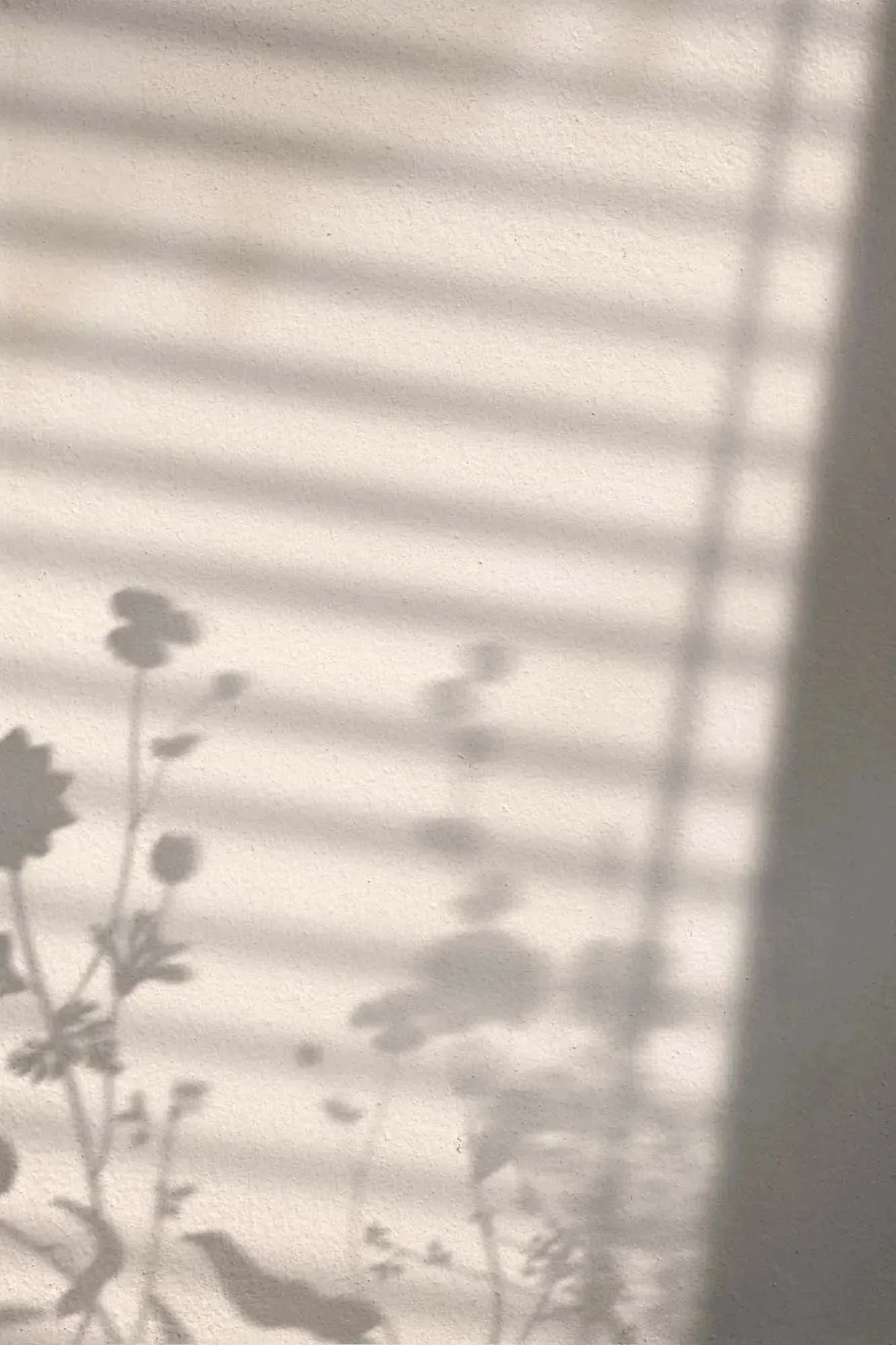 Flower Shadow Poster: Zarte Blüten im Spiel von Licht und Schatten.