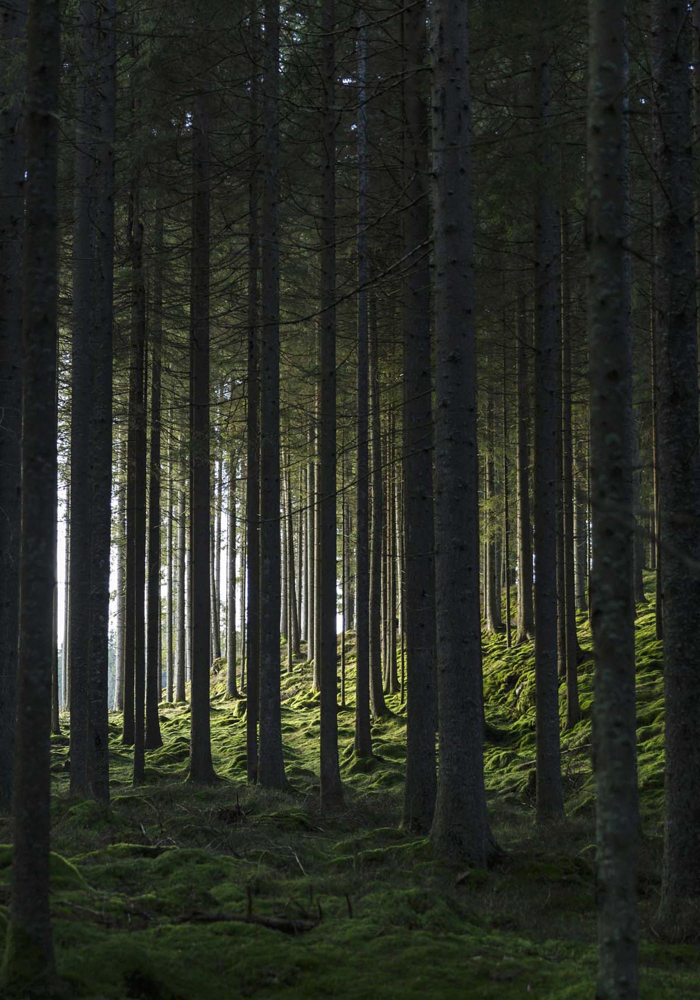 Woods Poster in Grün präsentiert im Onlineshop von KAQTU Design AG. Bild ist von Venture Home