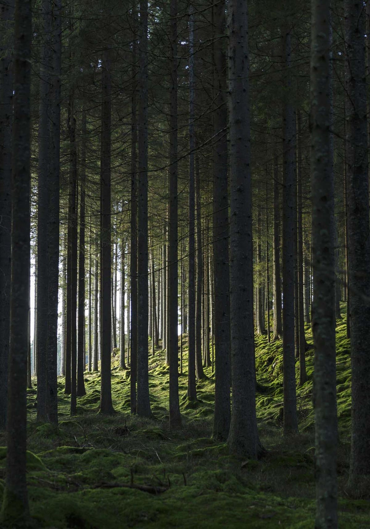 Woods Poster in Grün präsentiert im Onlineshop von KAQTU Design AG. Bild ist von Venture Home