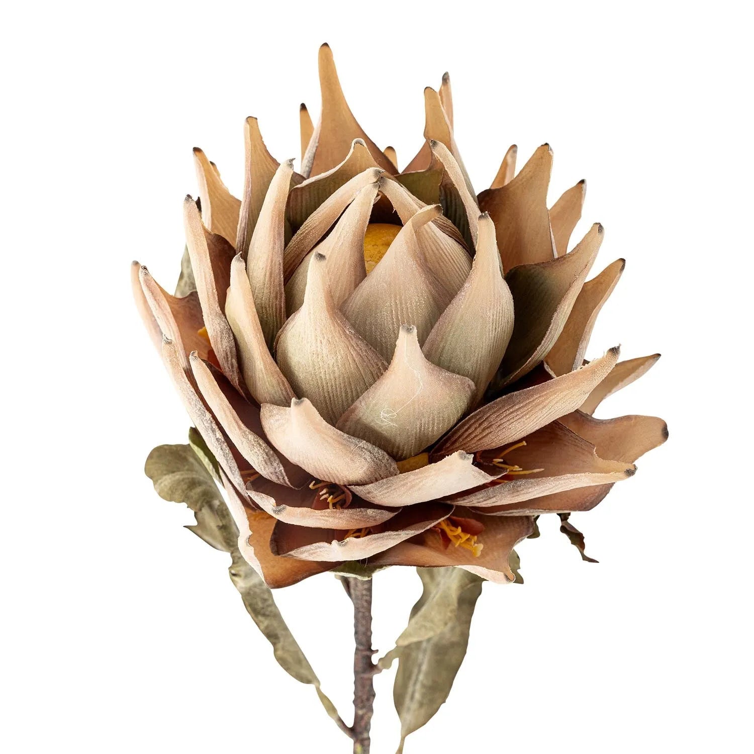 Elegante, langlebige Protea-Blume von Bloomingville: Natürliche Schönheit ohne Pflegeaufwand für Ihr Zuhause.