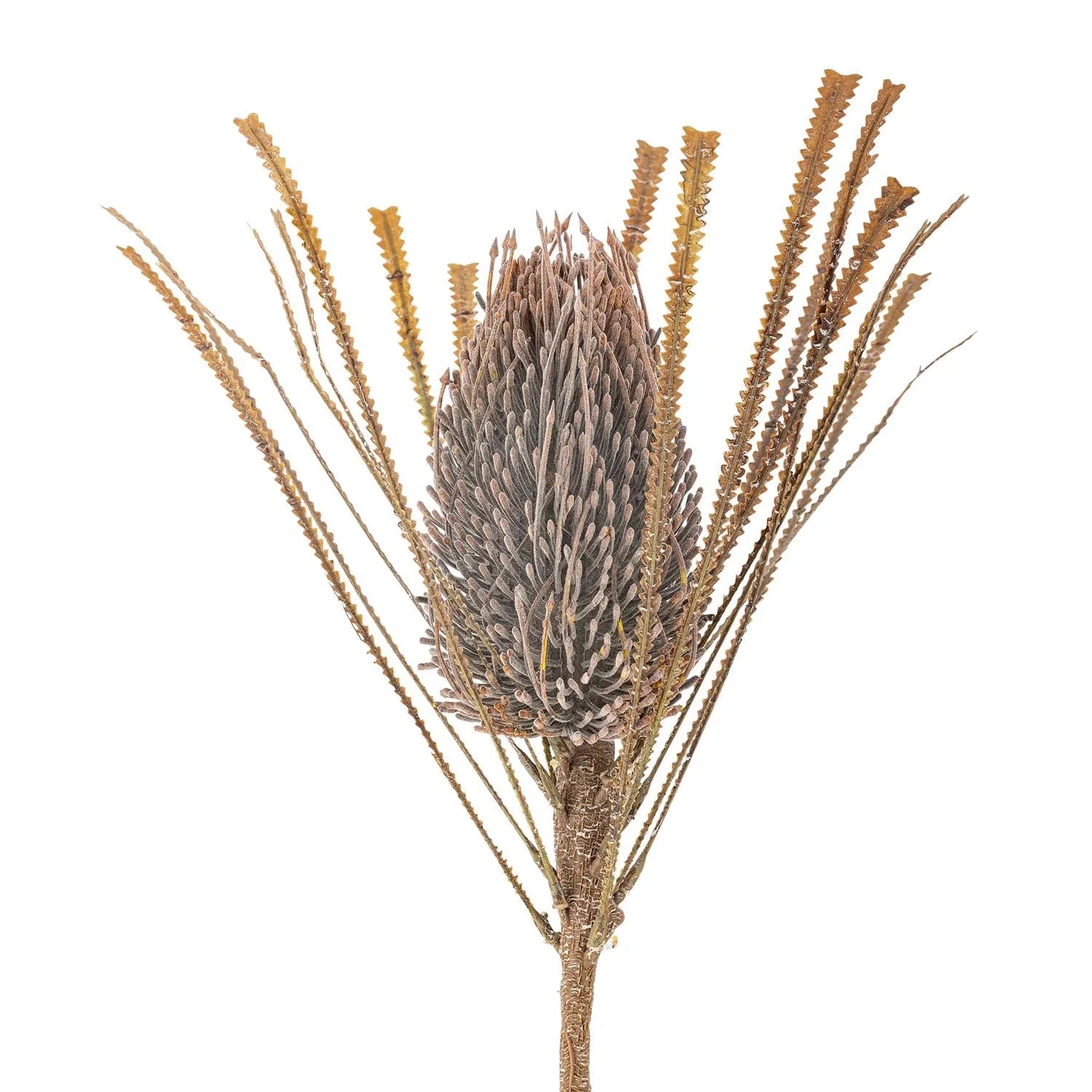 Die Palmflower Stiel in Braun von Bloomingville bringt natürliche Eleganz und pflegeleichte Schönheit in Ihr Zuhause.