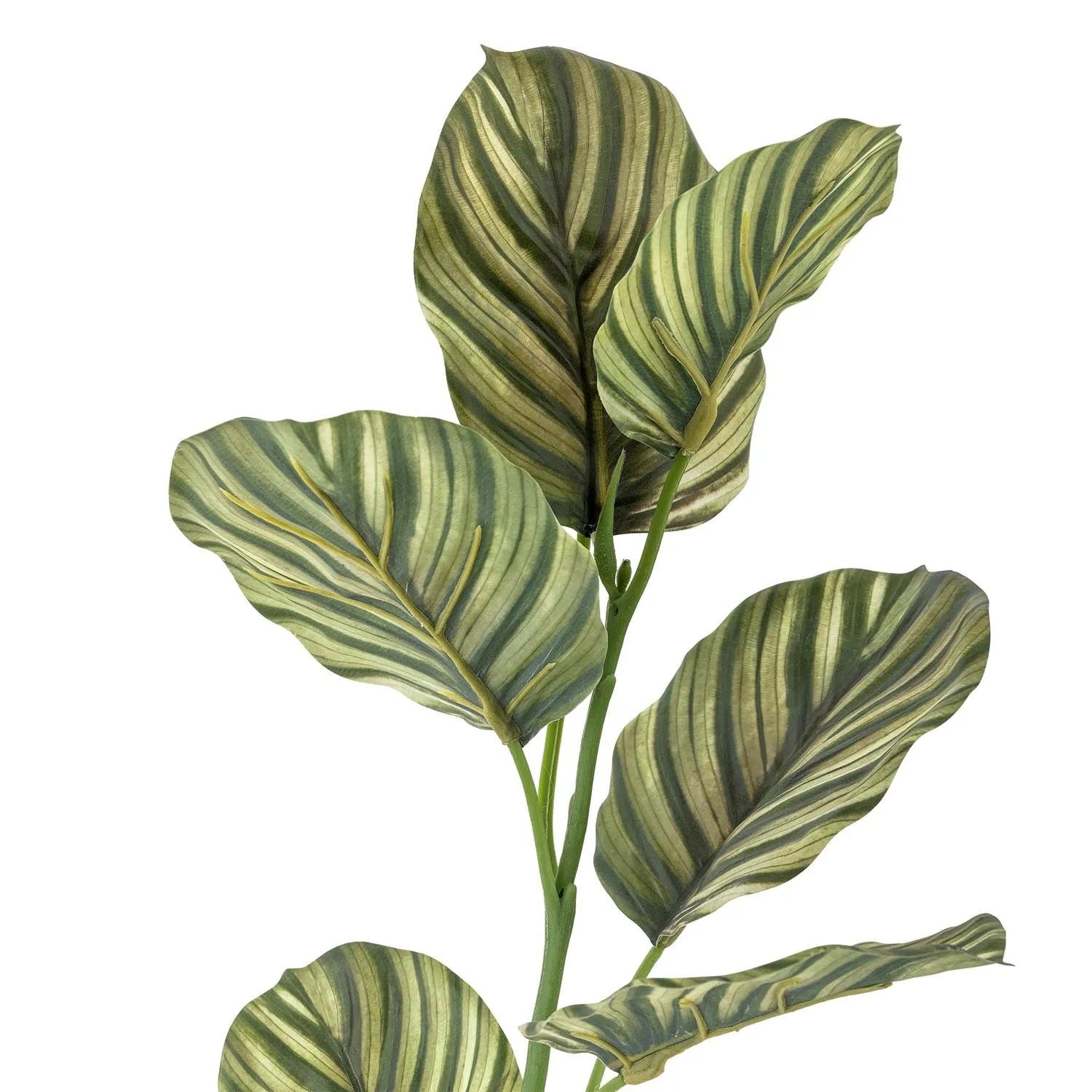 Der Zebra Stiel in Grün von Bloomingville bringt exotische Eleganz in jeden Raum, pflegeleicht und langlebig, ideal für stilvolle Dekoration.