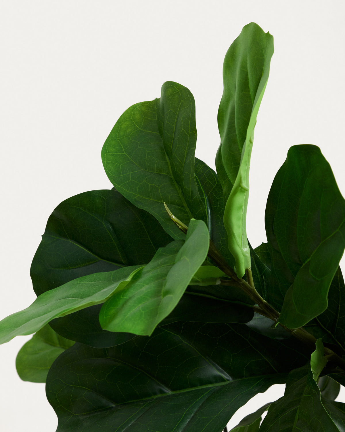 Ficus Kunstpflanze 150 cm in Grün, Schwarz präsentiert im Onlineshop von KAQTU Design AG. Kunstpflanze ist von Kave Home
