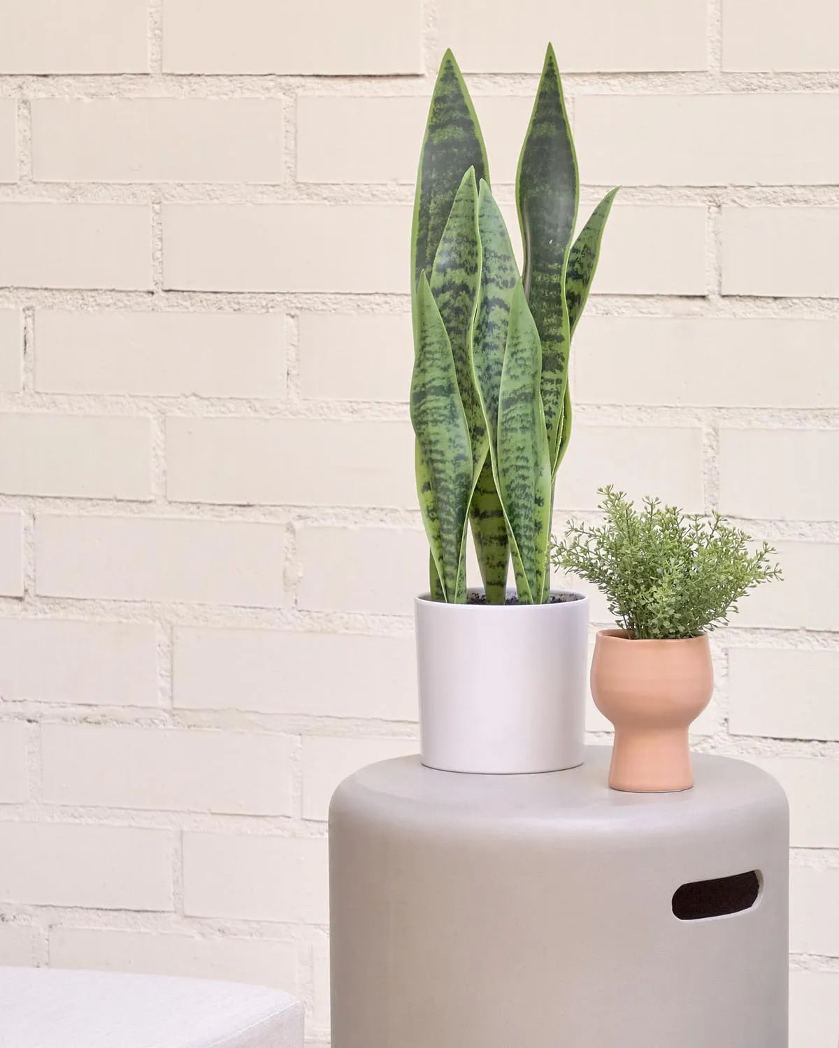 Elegante Sansevieria Kunstpflanze 55 cm im stilvollen weißen Topf.