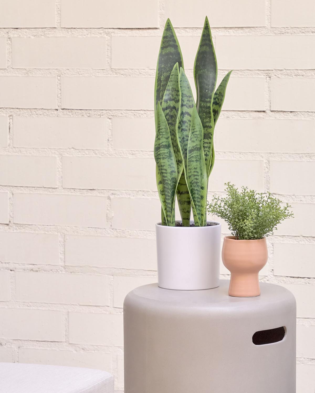 Elegante Sansevieria Kunstpflanze 55 cm im stilvollen weissen Topf.
