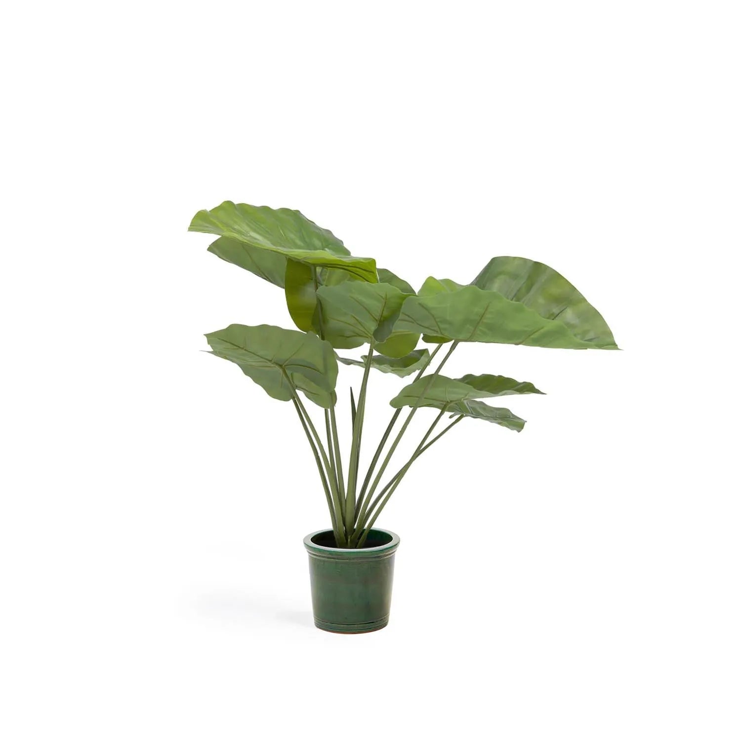 Die Alocasia Odora Kunstpflanze von Kave Home bringt tropisches Flair in Ihr Zuhause. Mit 57 cm Höhe, realistischem Look und pflegeleichtem Design ist sie ideal für Innenräume und überdachte Außenbereiche. Der schwarze Zementtopf verleiht einen modernen Touch.