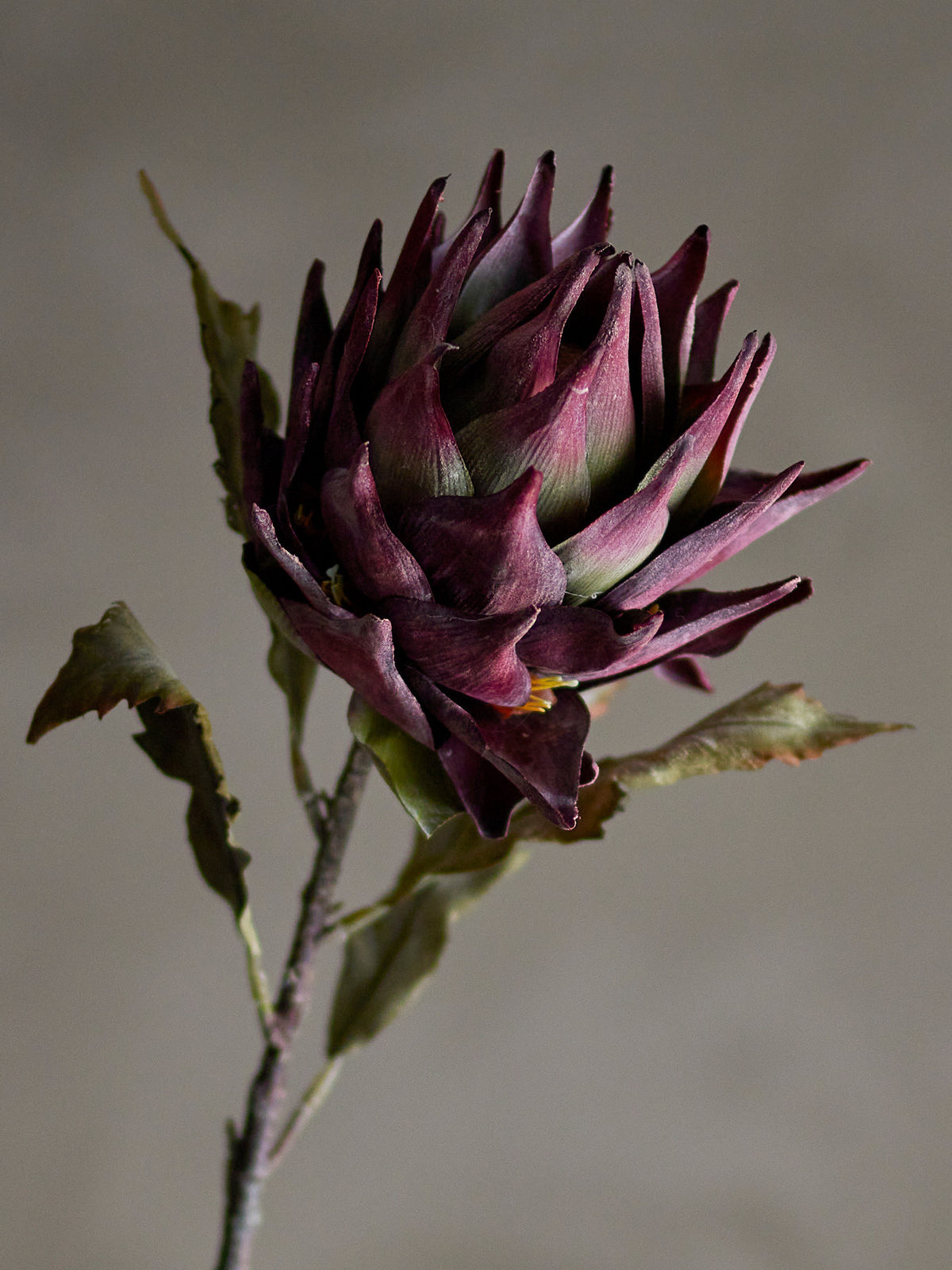 Protea Stiel, Violett, Künstliche Blumen in Lila präsentiert im Onlineshop von KAQTU Design AG. Kunstblume ist von Bloomingville