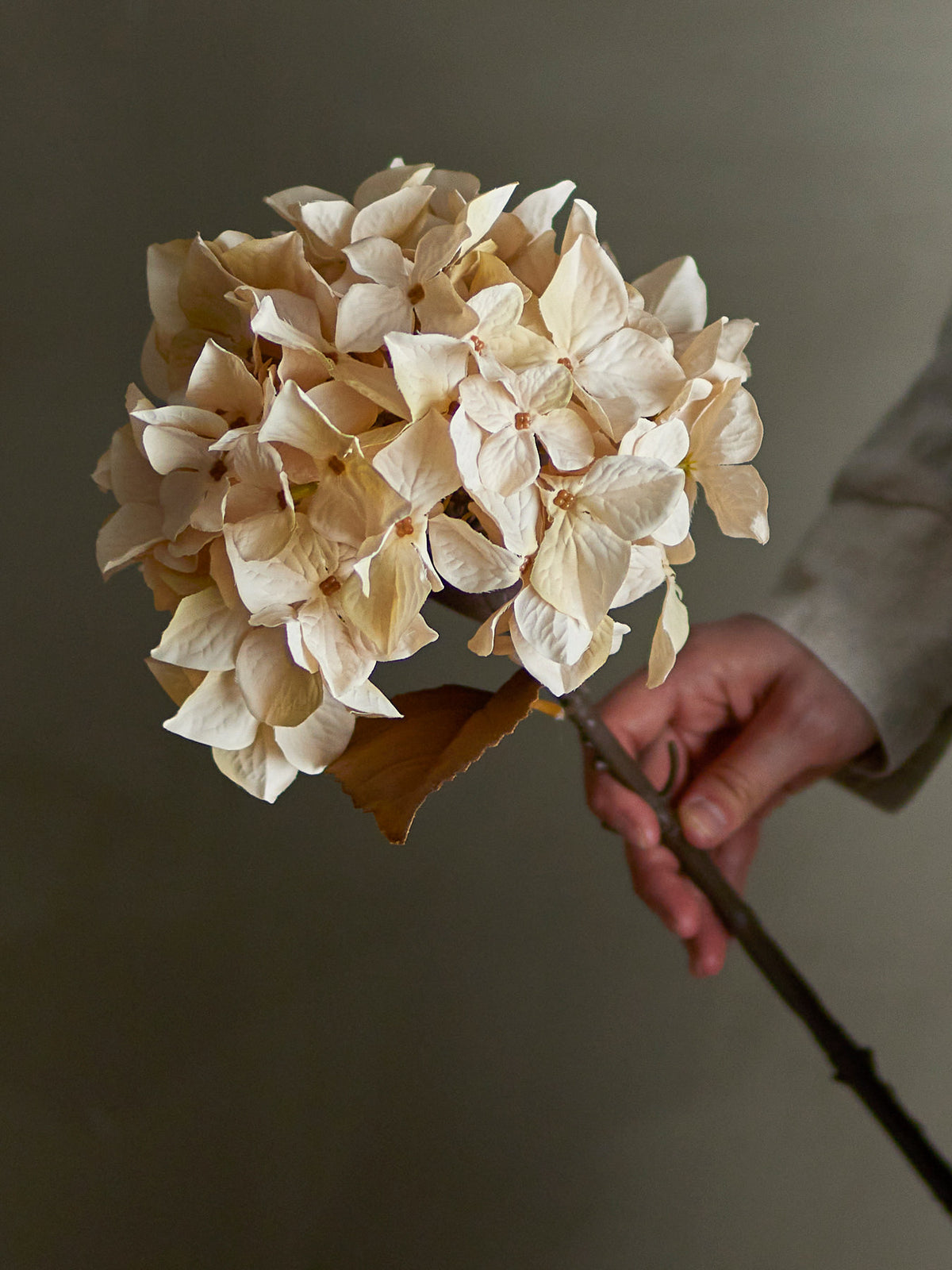 Kunstblume Hydrangea Stiel in Beige von Bloomingville, lebensechte Blüte aus PE, Eisen und Polyester, 65 cm hoch, einzeln stehend fotografiert.
