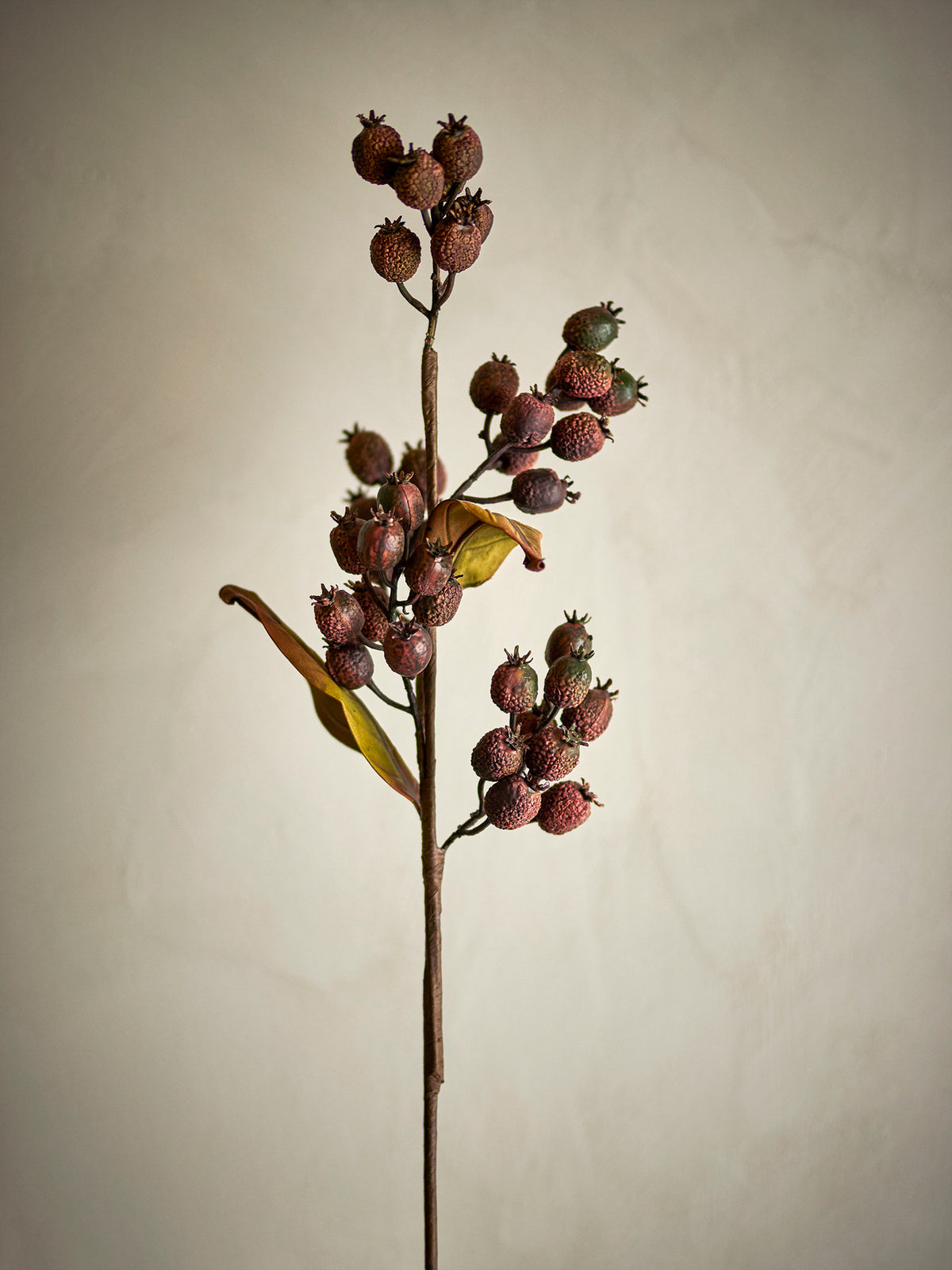 Berry Zweig, Braun, Künstliche Blumen in Brown präsentiert im Onlineshop von KAQTU Design AG. Kunstblume ist von Bloomingville