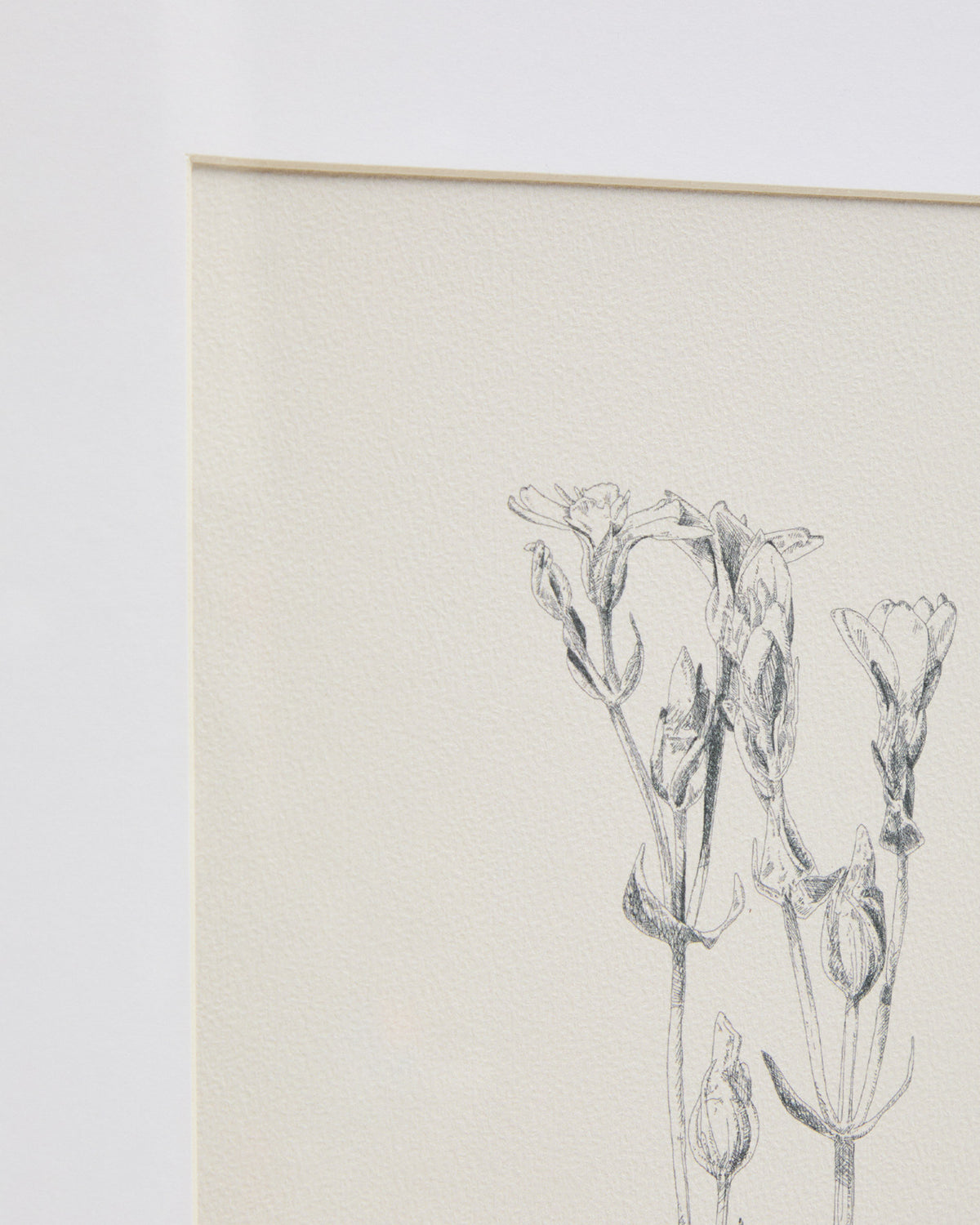 Bild Lirena, botanische Illustration, 50 x 70 cm in Beige, Weiss präsentiert im Onlineshop von KAQTU Design AG. Bild ist von Kave Home