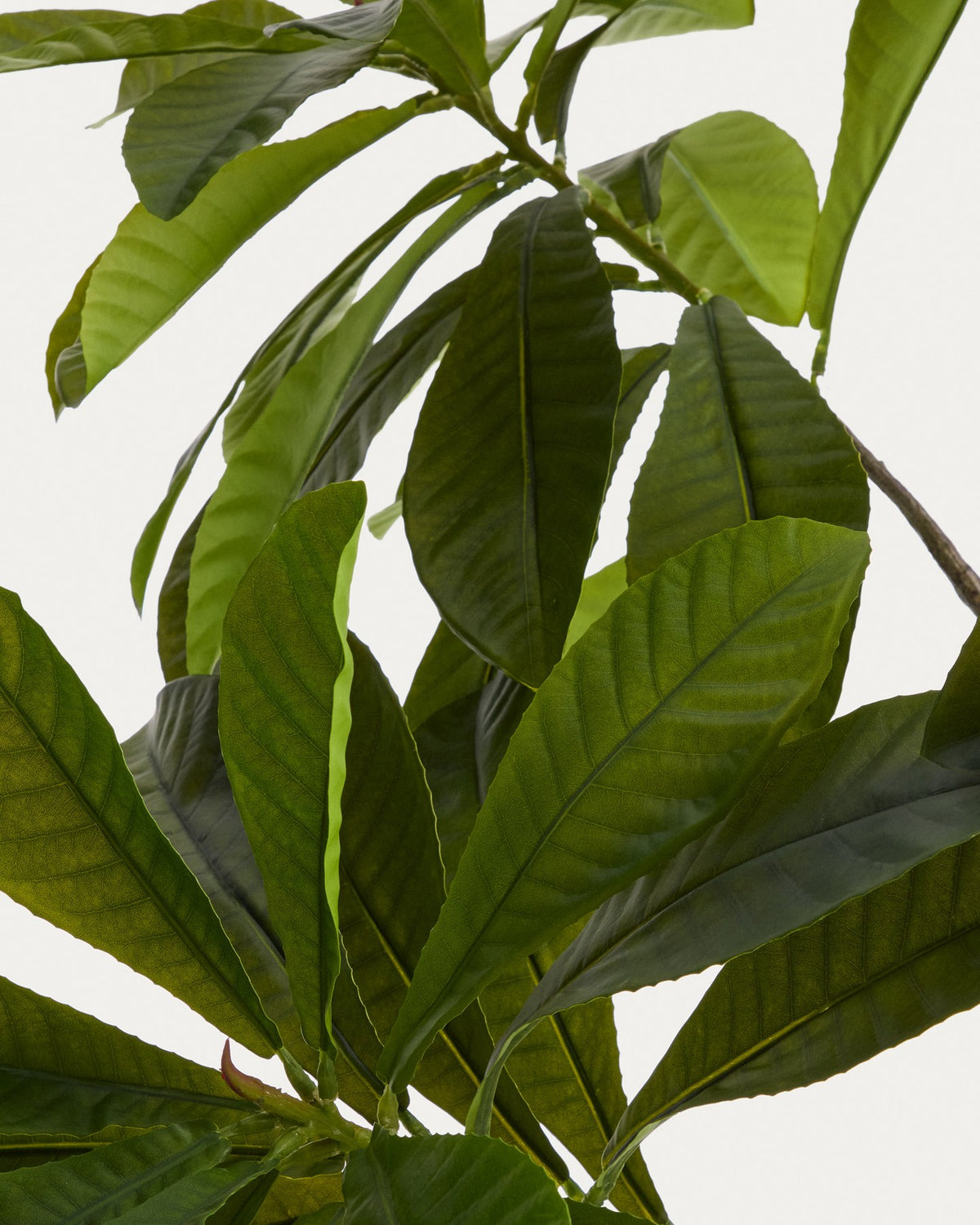 Künstliche Frangipani Pflanze in Grün mit weissem Blumentopf, Höhe 240 cm, Blätter aus Polyethylen und Polyurethan, geschwungene Form.