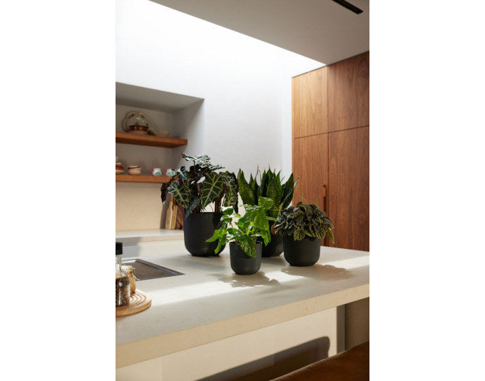 ELHO Pflanzengefäss Jazz rund ø 19 cm living schwarz in Living schwarz, Schwarz, 433 präsentiert im Onlineshop von KAQTU Design AG. Übertopf ist von ELHO