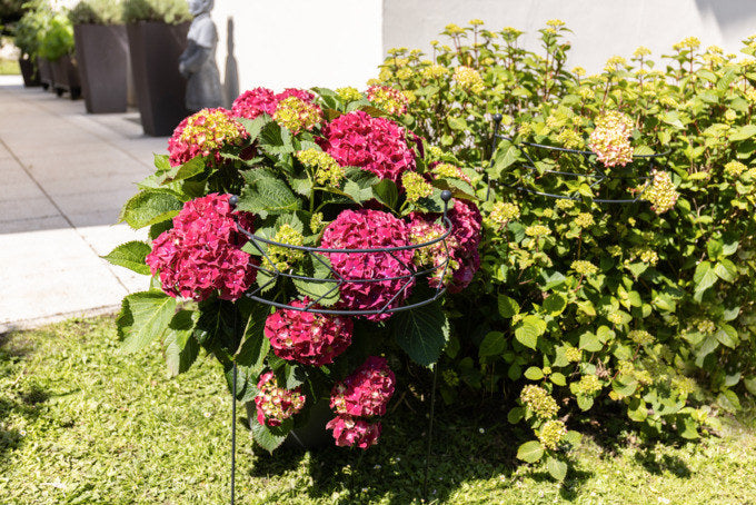 WINDHAGER Deko-Pflanzstütze Metall Arrow anthrazit 70x35 cm in Anthrazit, Grau präsentiert im Onlineshop von KAQTU Design AG. Gartenutensilien ist von WINDHAGER
