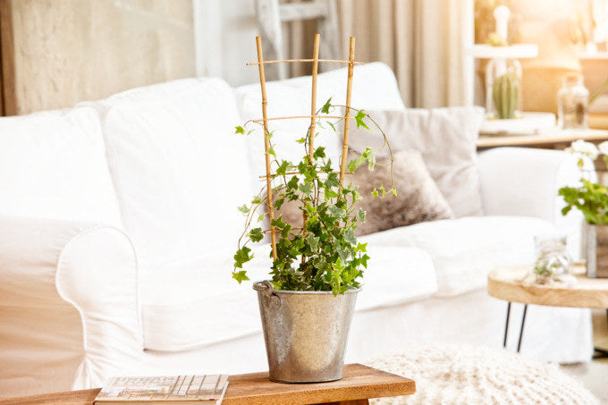 WINDHAGER Blumenstütze Bambus 150x50 cm in Natur, Braun präsentiert im Onlineshop von KAQTU Design AG. Gartenutensilien ist von WINDHAGER