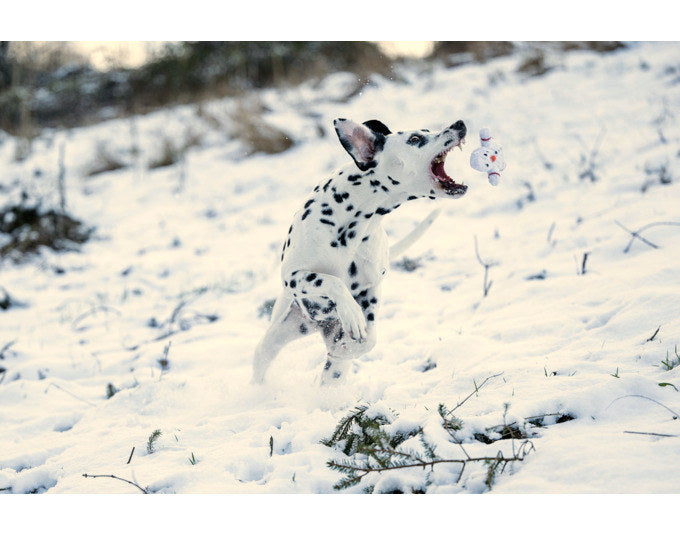LABONI Spielzeug Shawn der Schneemann in Weiss präsentiert im Onlineshop von KAQTU Design AG. Hundebedarf ist von LABONI