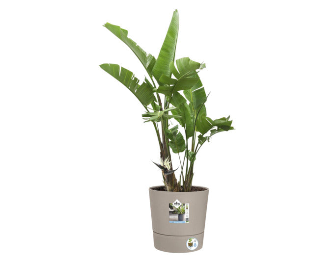 ELHO Pflanzengefäss Foss ø 43 cm pilzbeige in  präsentiert im Onlineshop von KAQTU Design AG. Blumentopf ist von ELHO