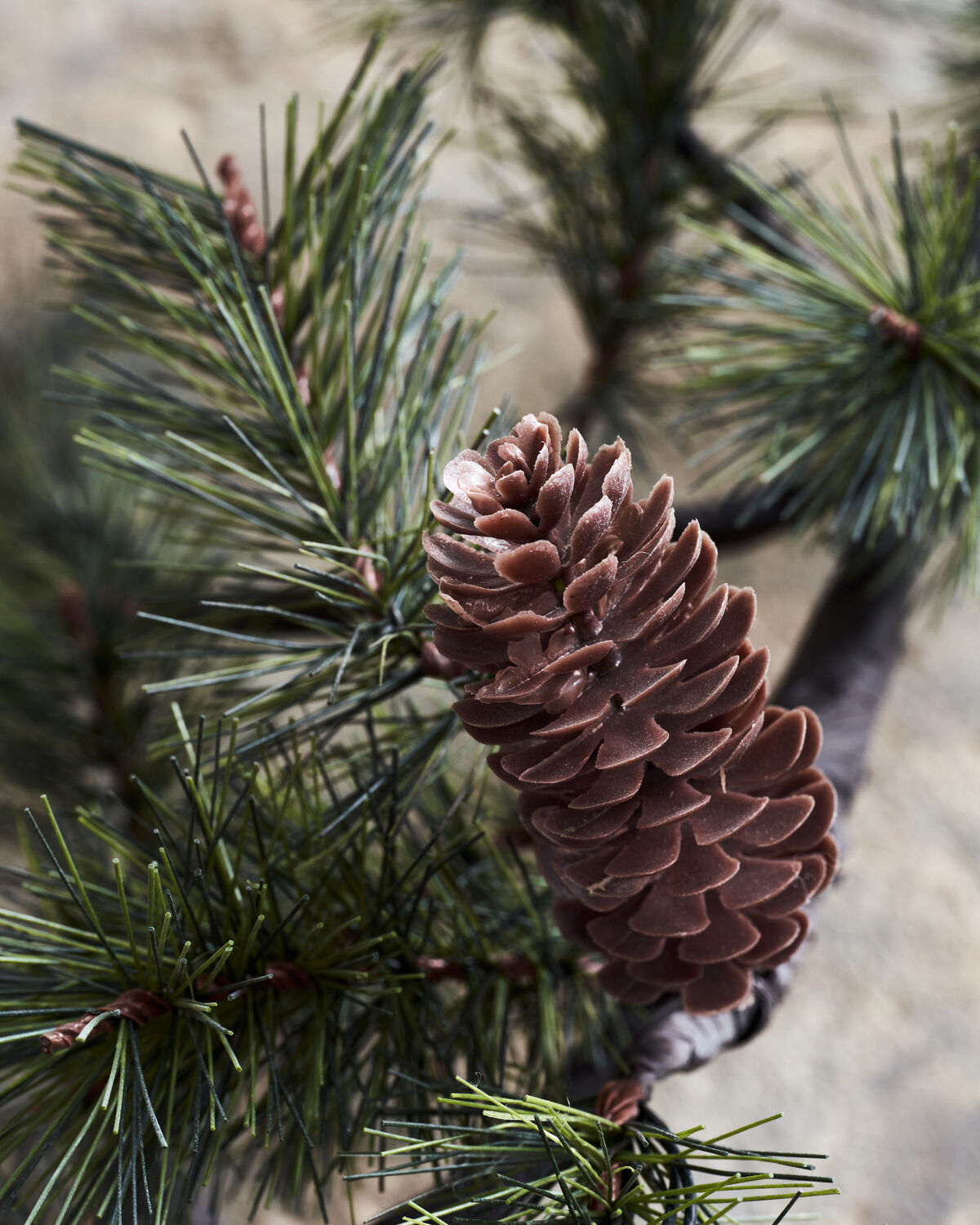 Weihnachtszweig, HDPeuce, Natur in Nature präsentiert im Onlineshop von KAQTU Design AG. Weihnachtszubehör ist von House Doctor