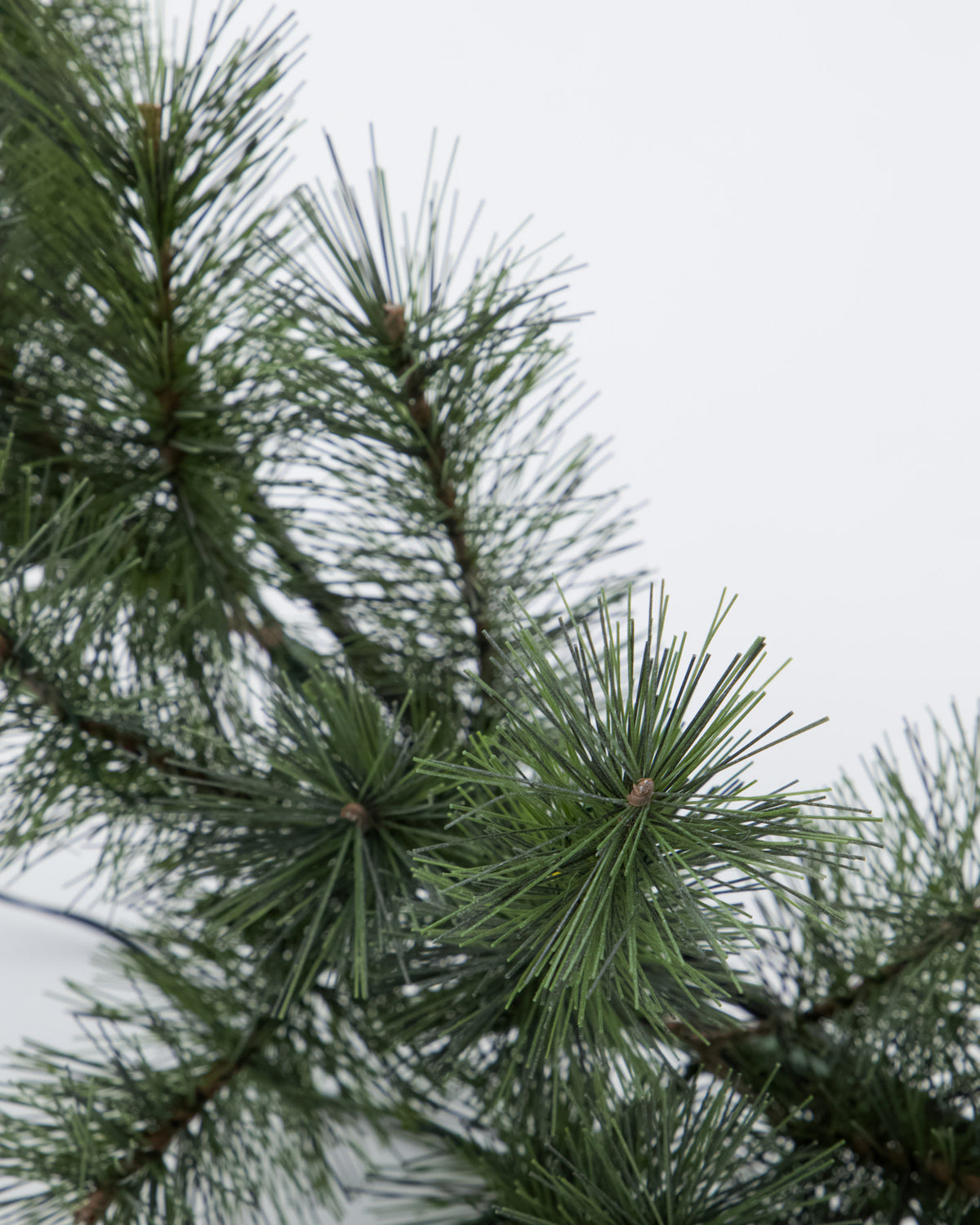 HDGiant, Natur in Natur präsentiert im Onlineshop von KAQTU Design AG. Weihnachtszubehör ist von House Doctor