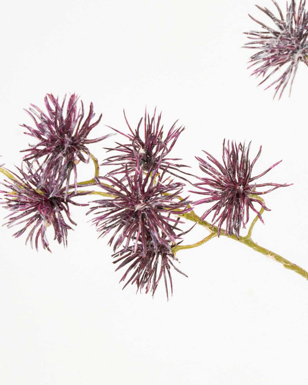Artificial flower, HDUrchin spray, Bordeaux in Burgundy präsentiert im Onlineshop von KAQTU Design AG. Kunstblume ist von House Doctor