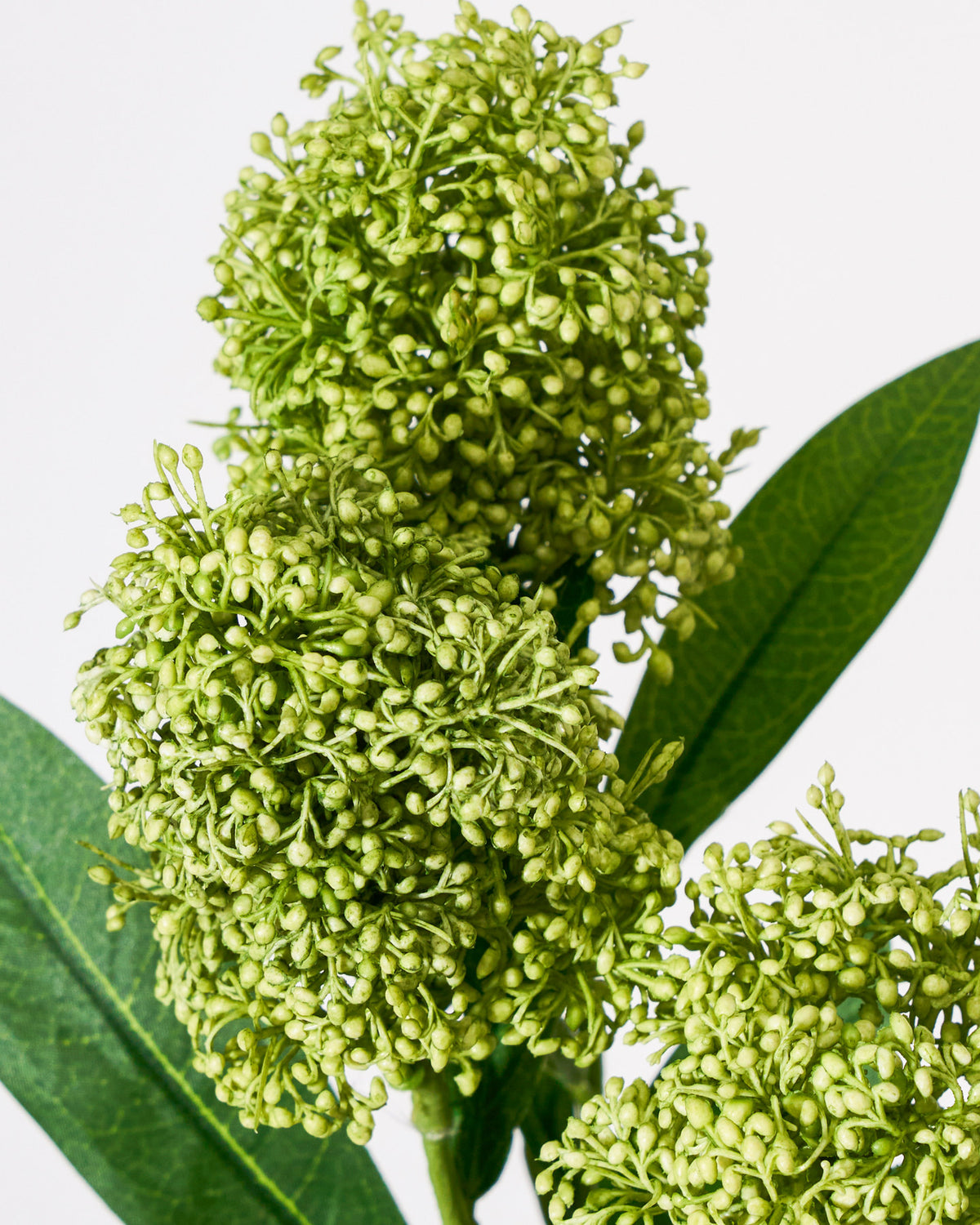 Artificial flower, HDSkimmia, Grün in Green präsentiert im Onlineshop von KAQTU Design AG. Kunstblume ist von House Doctor