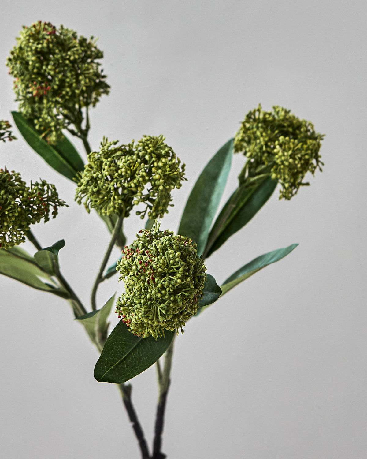 Artificial flower, HDSkimmia, Grün in Green präsentiert im Onlineshop von KAQTU Design AG. Kunstblume ist von House Doctor