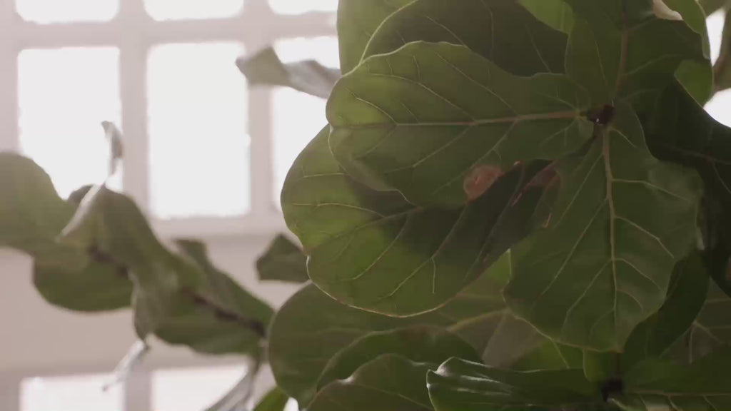 Produktvideo L0300038RR25